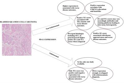 Programmed Cell Death-Ligand-1 expression in Bladder Schistosomal Squamous Cell Carcinoma – There’s room for Immune Checkpoint Blockage?